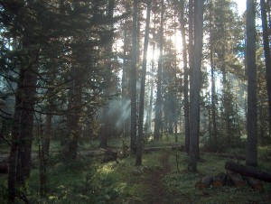 Forest in the Morning