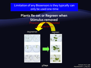 Plants regreen with stimuli removal