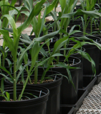 Bioenergy plants